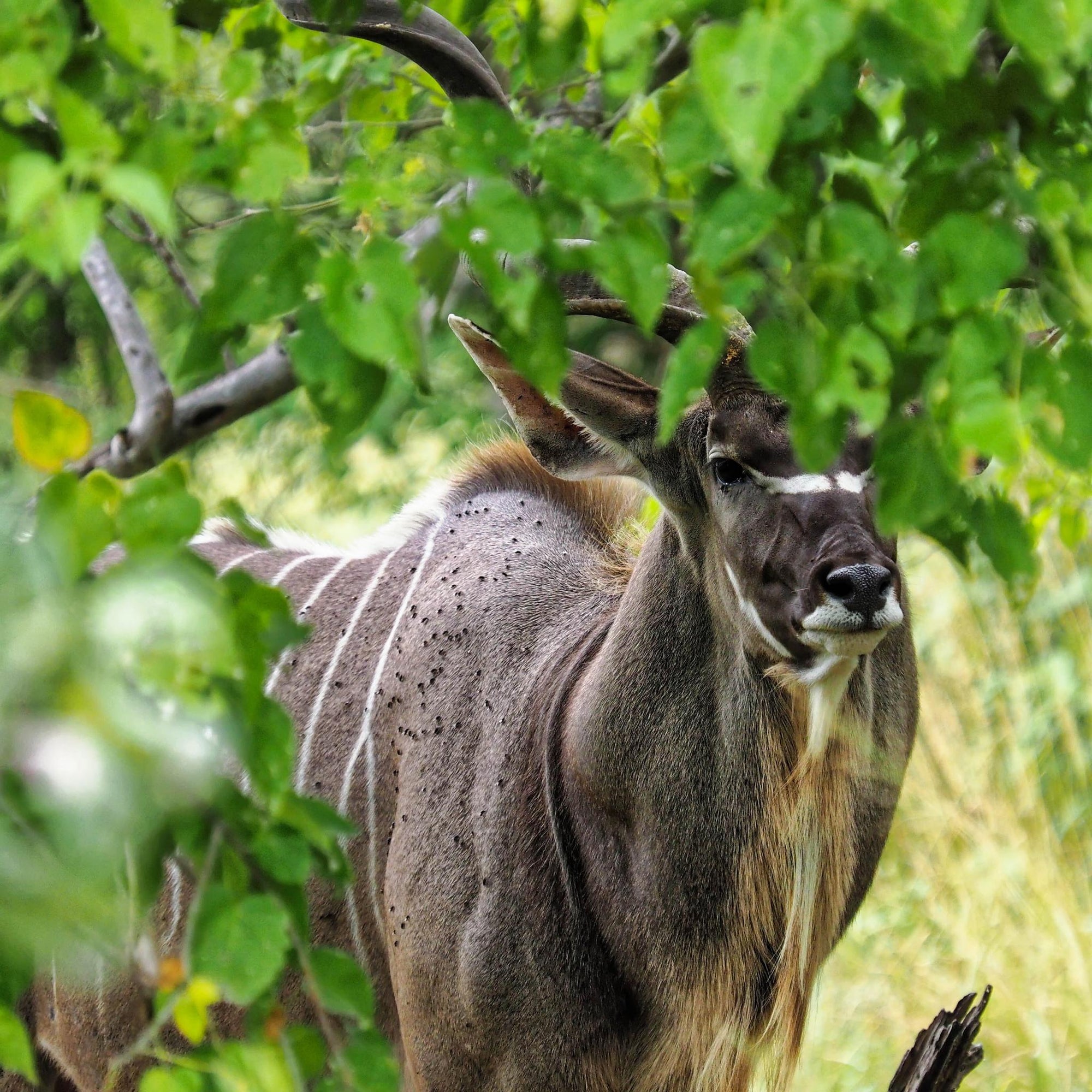 Day Trip to Chobe National Park  gallery image 6
