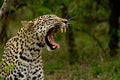 Kapama photographic workshops gallery image 1