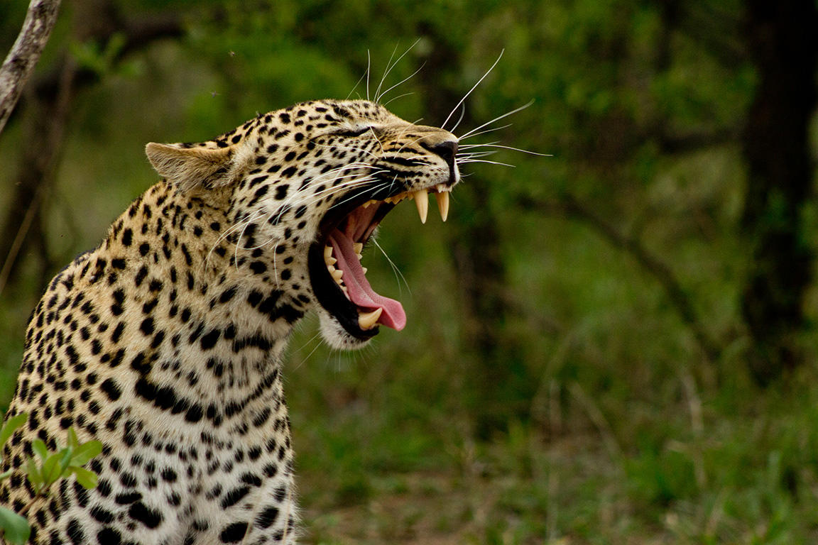 Kapama photographic workshops