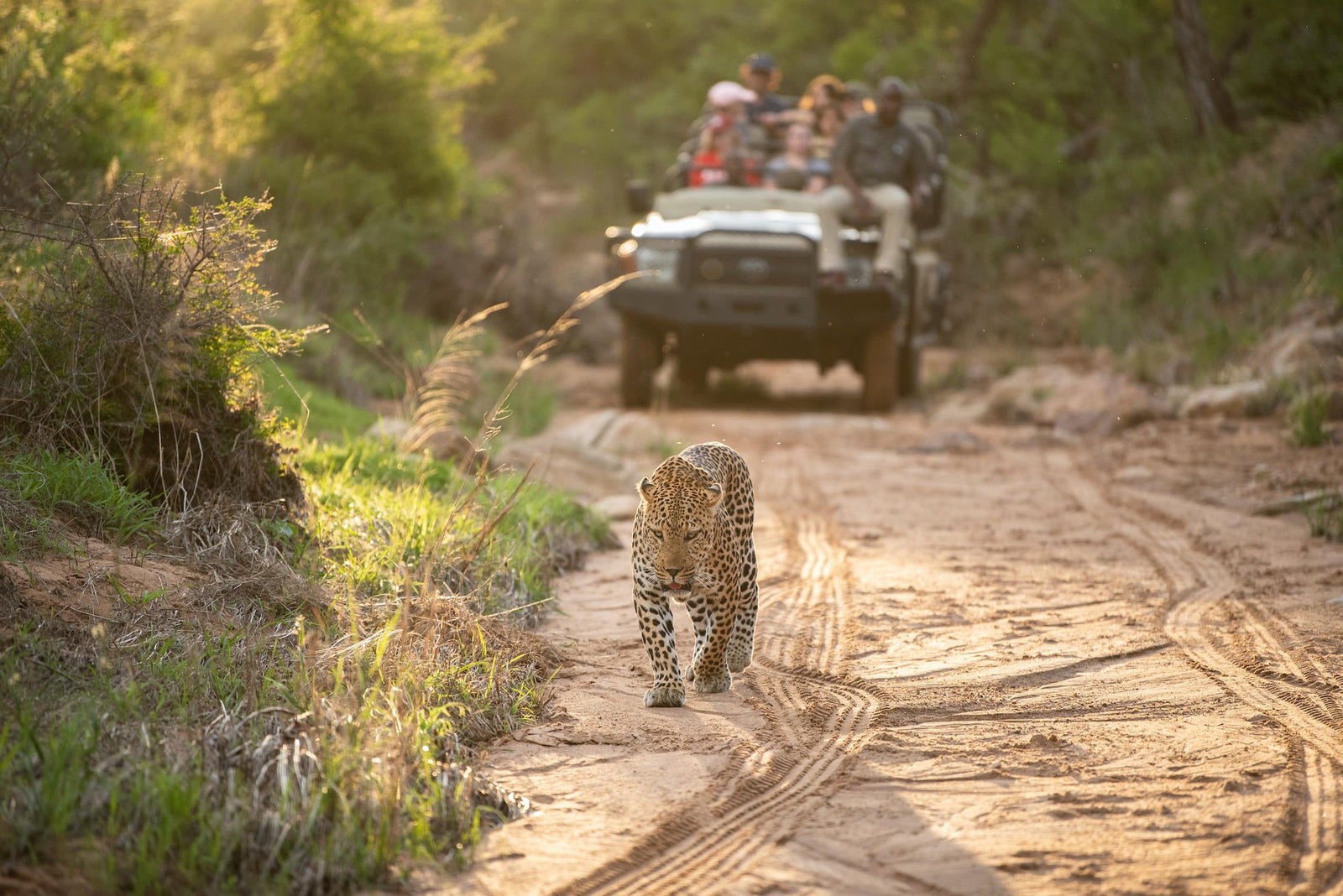 Game Drives