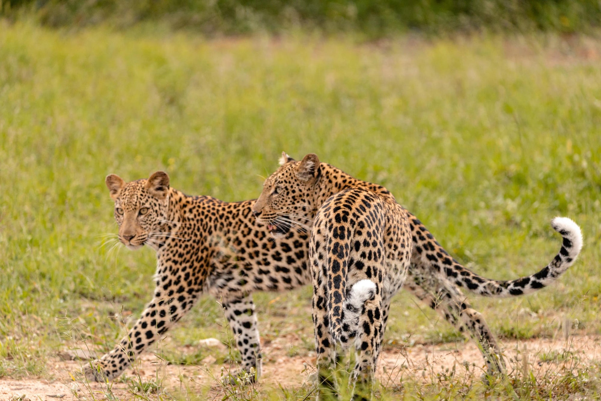 Kapama Photographic Workshops gallery image 2