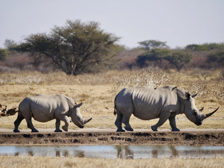 Khama Rhino Sanctuary Chalets