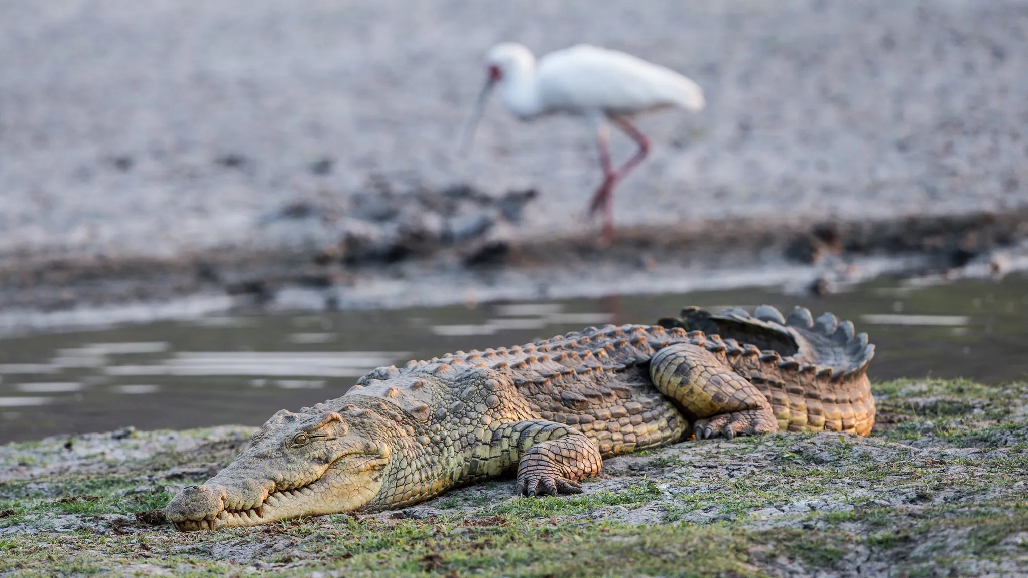 Crocodile at Kiba Point Selous, Nyerere National Park, Tanzania.