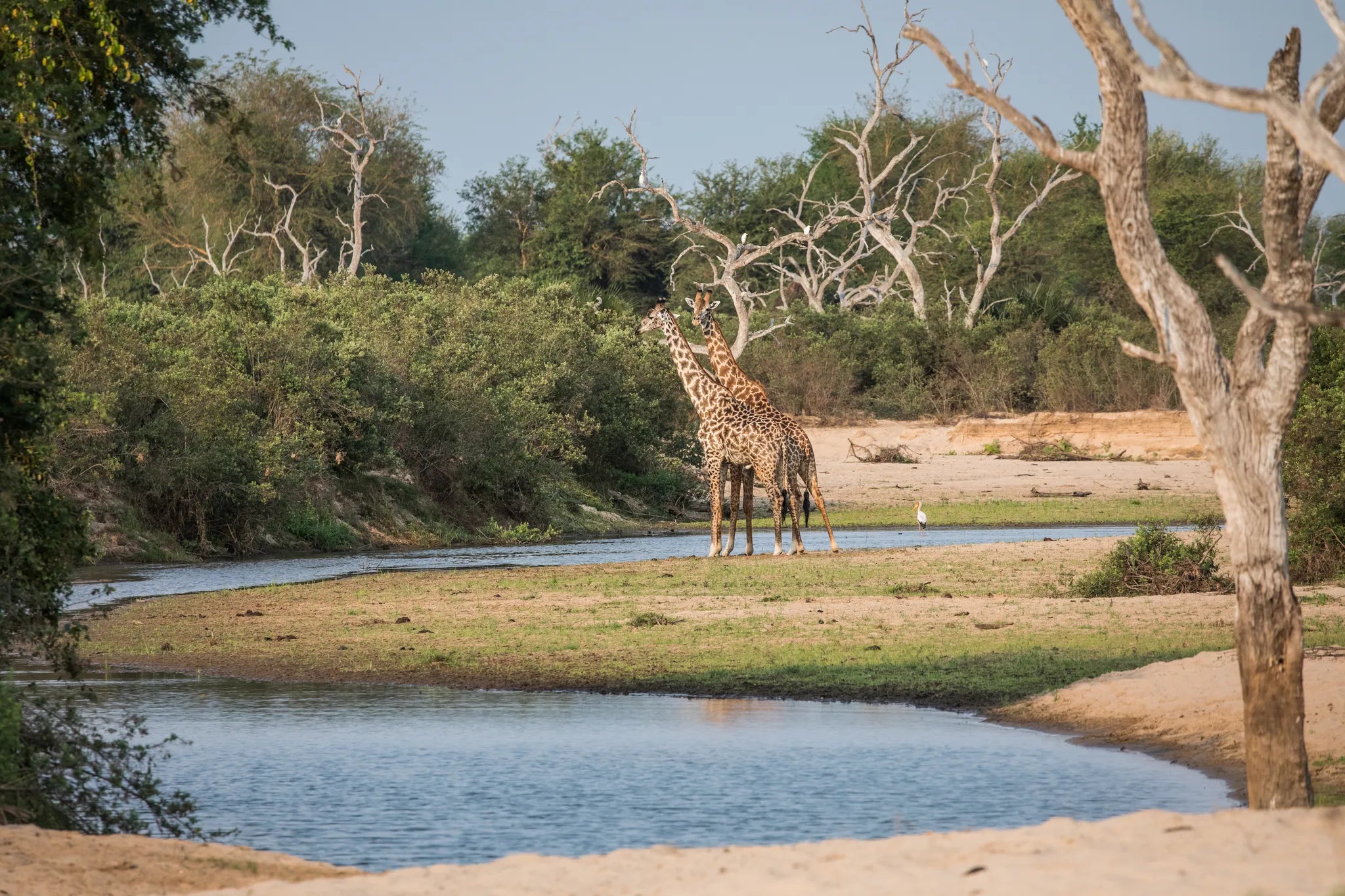 Giraffe in the Selous at Kiba Point Selous, Nyerere National Park, Tanzania.