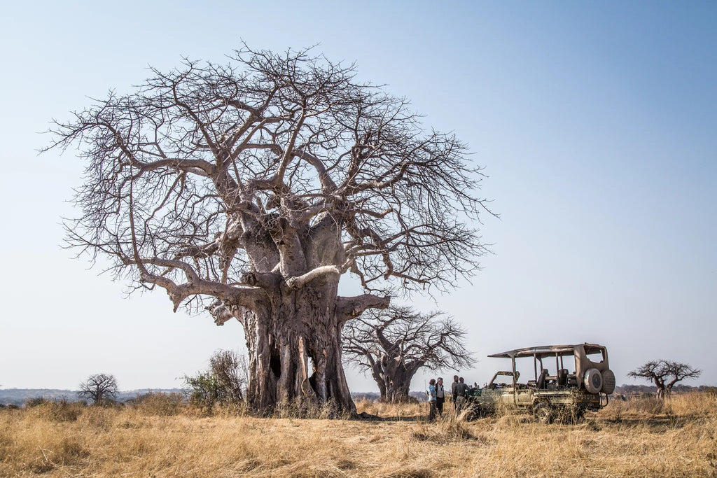 Baobab break at Kigelia Ruaha, Ruaha National Park, Tanzania.