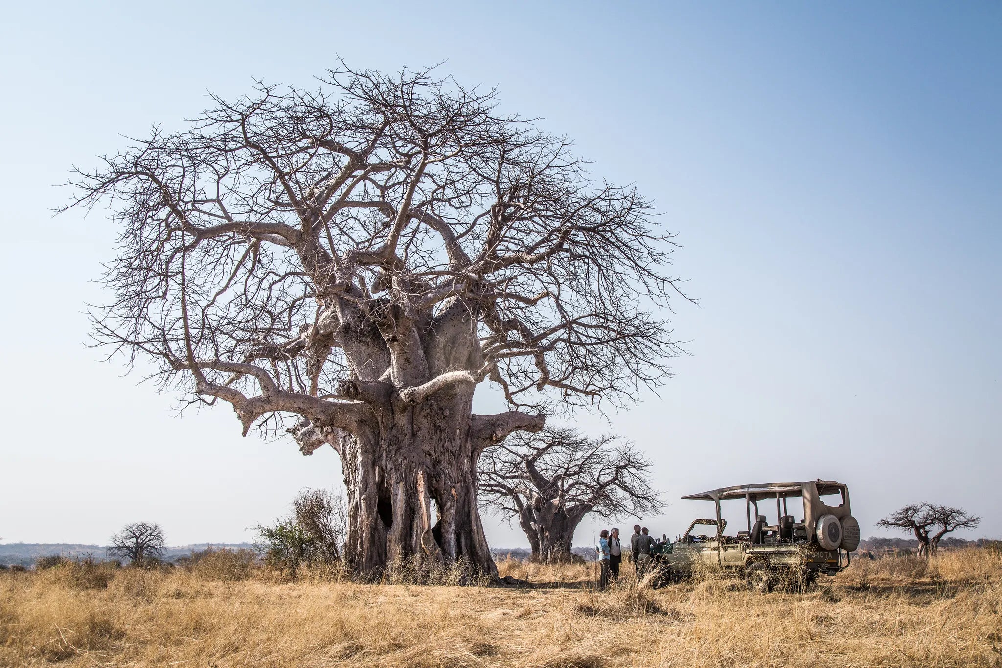 Baobab break at Kigelia Ruaha, Ruaha National Park, Tanzania.