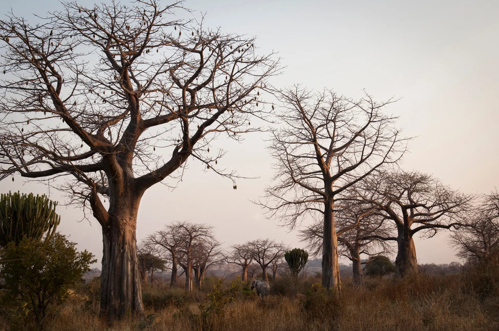 Baobab forest at Kigelia Ruaha, Ruaha National Park, Tanzania.