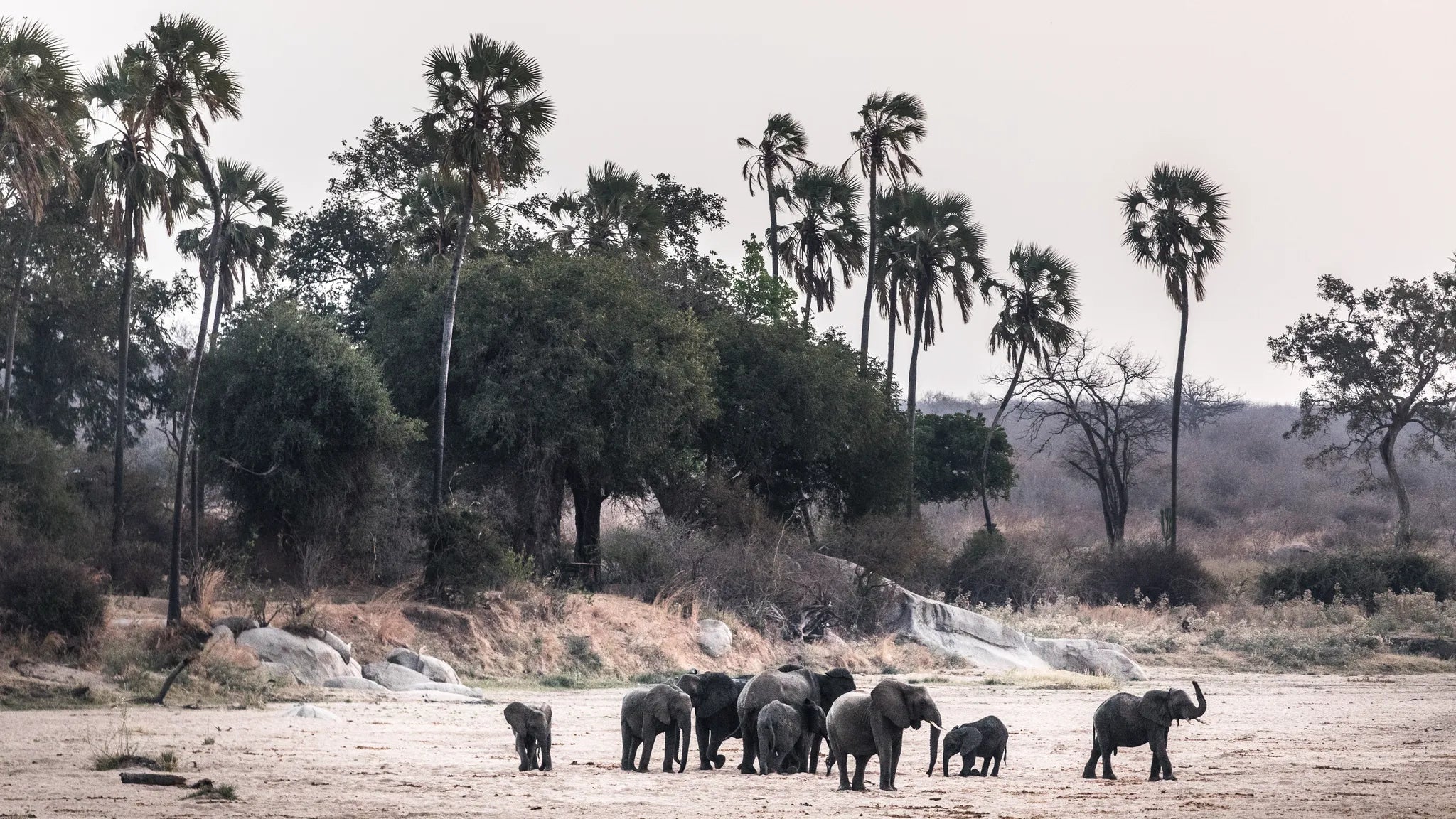 Elephants on the riverbed at Kigelia Ruaha, Ruaha National Park, Tanzania.