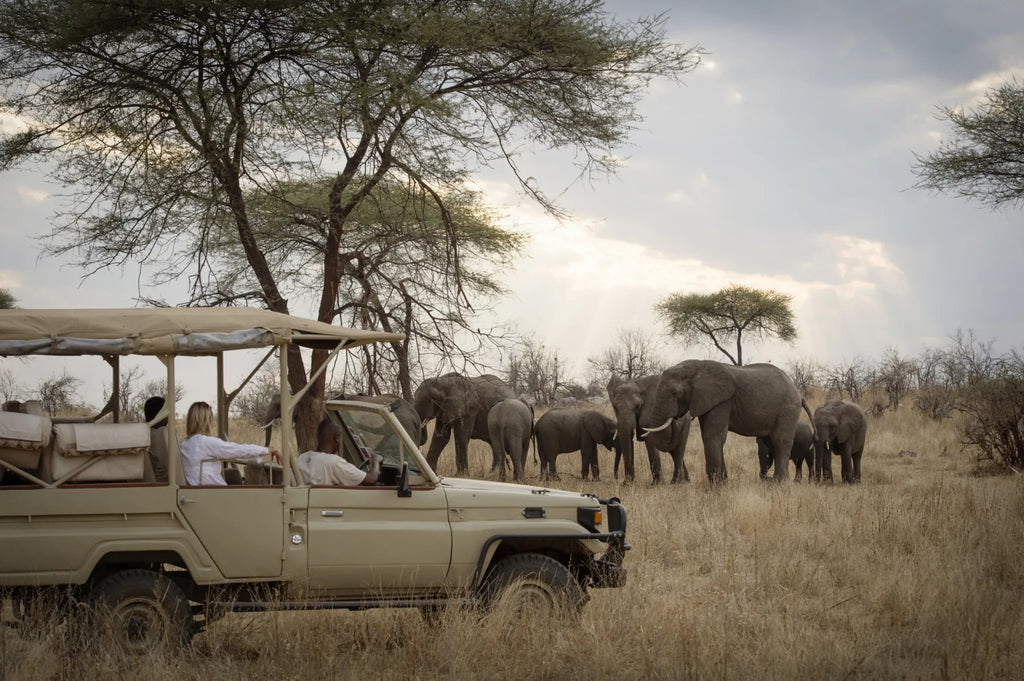 Game drive at Kigelia Ruaha, Ruaha National Park, Tanzania.