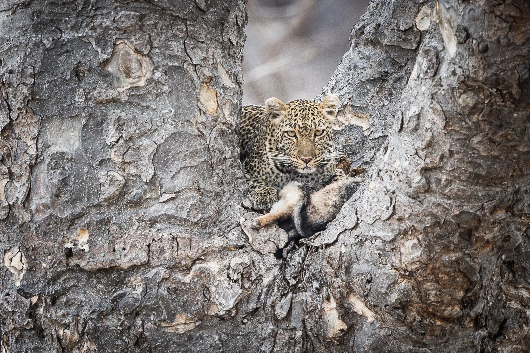 Leopard at Kigelia Ruaha, Ruaha National Park, Tanzania.