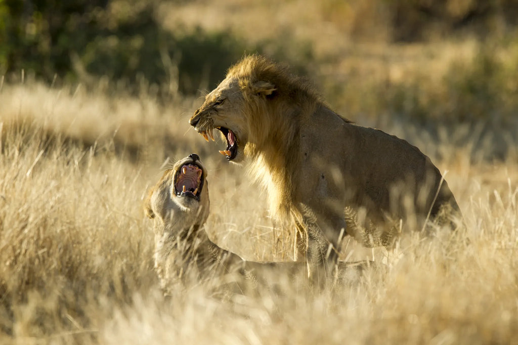 Lions at Kigelia Ruaha, Ruaha National Park, Tanzania.