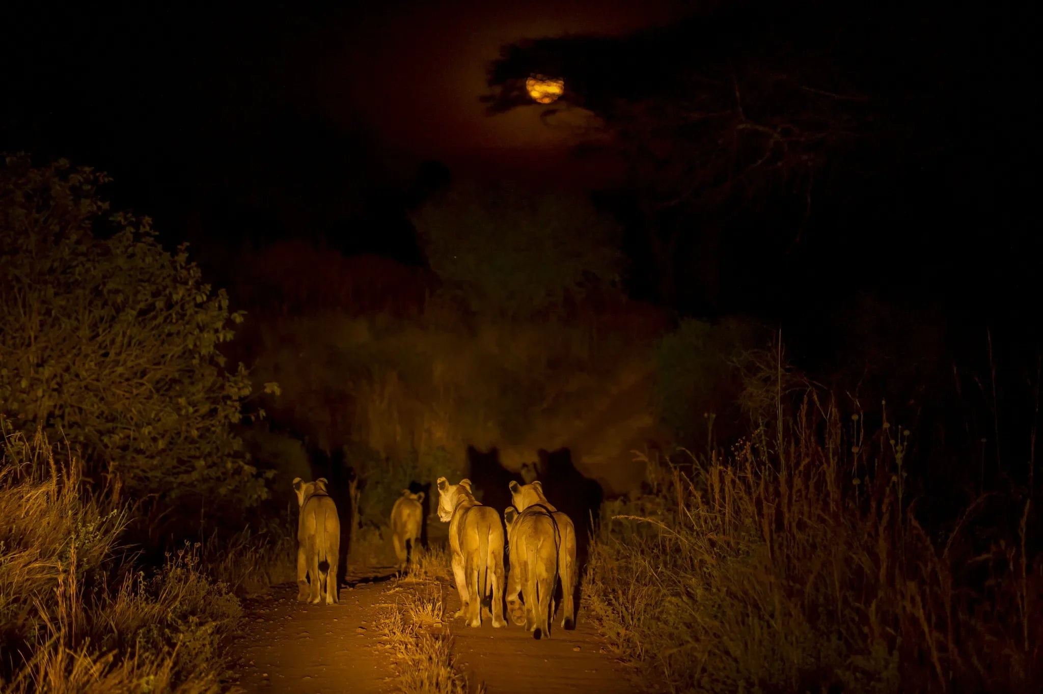 Night drive at Kigelia Ruaha, Ruaha National Park, Tanzania.