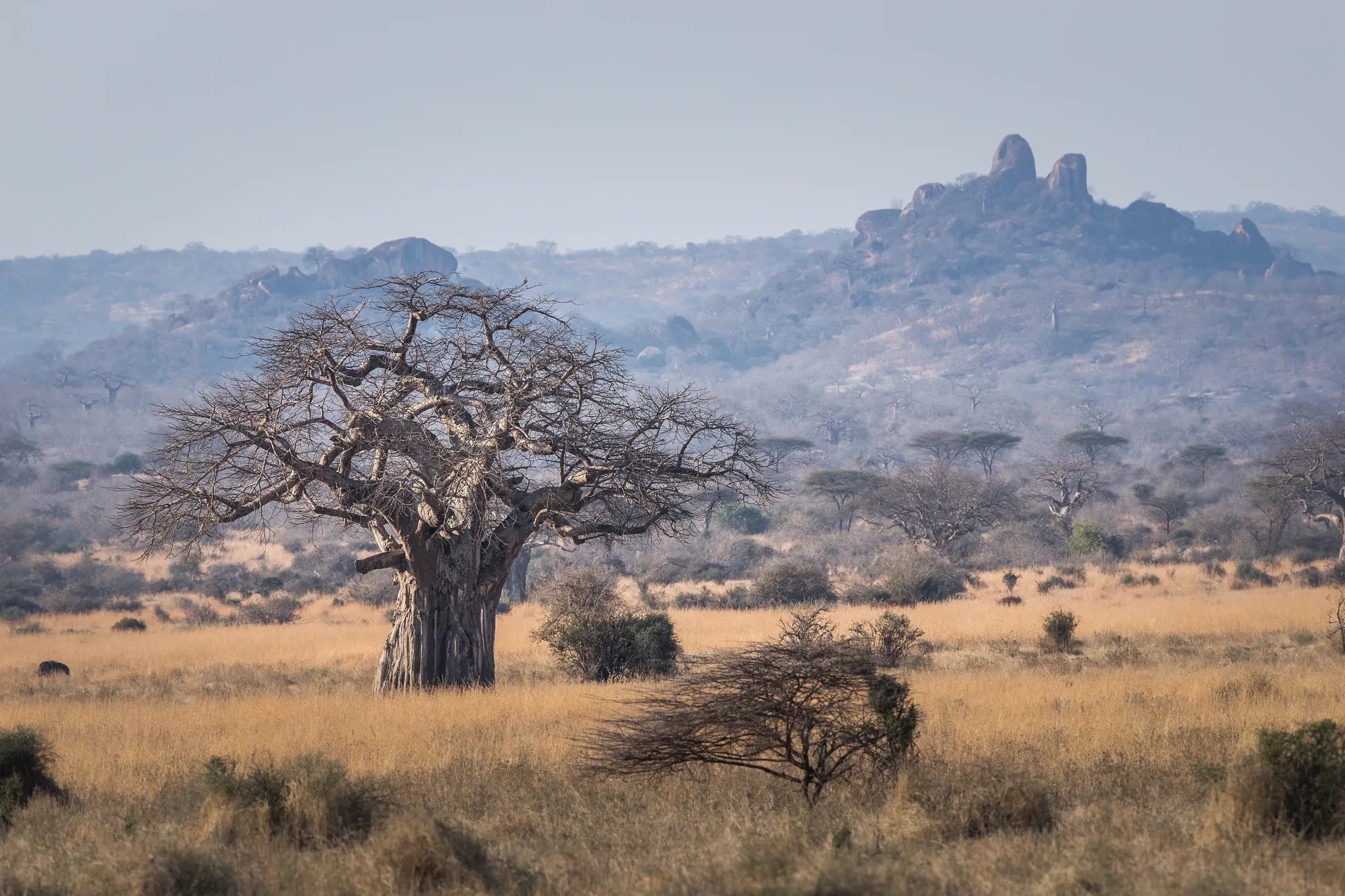 Ruaha at Kigelia Ruaha, Ruaha National Park, Tanzania.
