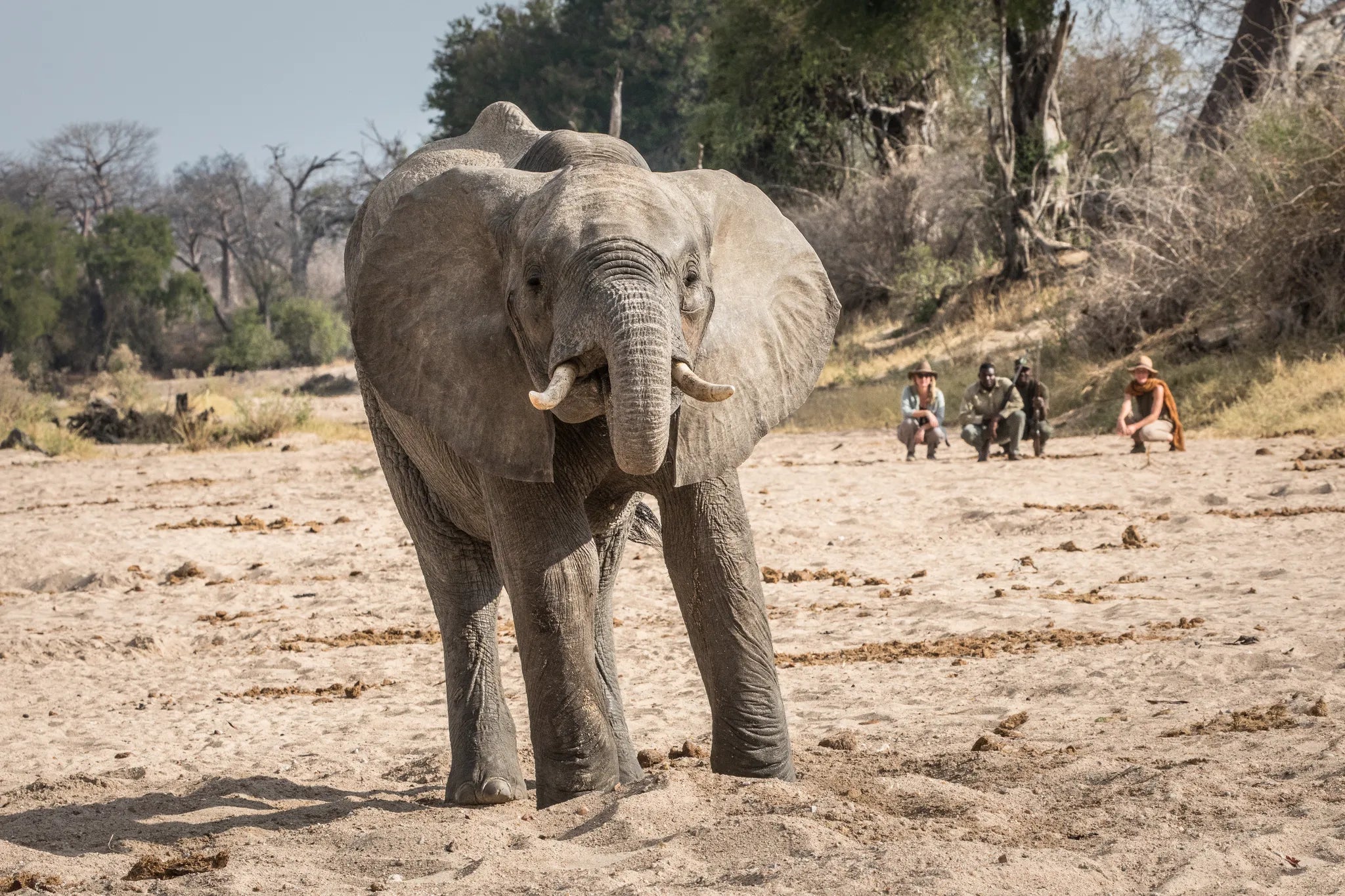 Walking in Ruaha at Kigelia Ruaha, Ruaha National Park, Tanzania.