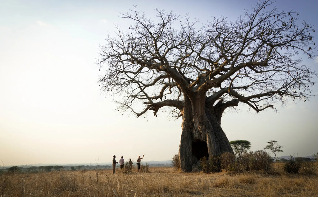 Walking safari at Kigelia Ruaha, Ruaha National Park, Tanzania.