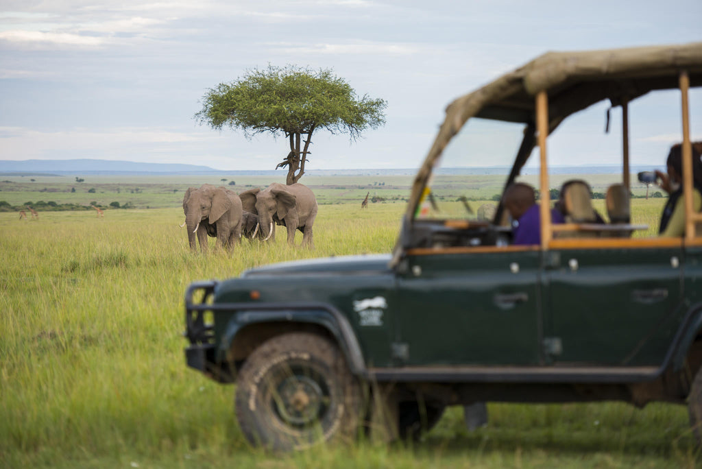 Game drive safari  gallery image 6