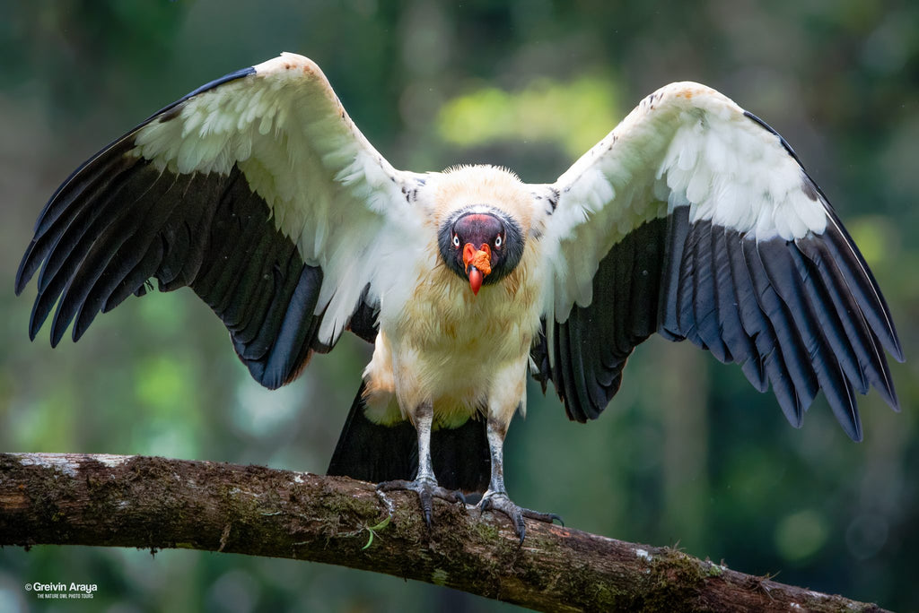 KING VULTURE SIGHTING