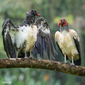 KING VULTURE SIGHTING