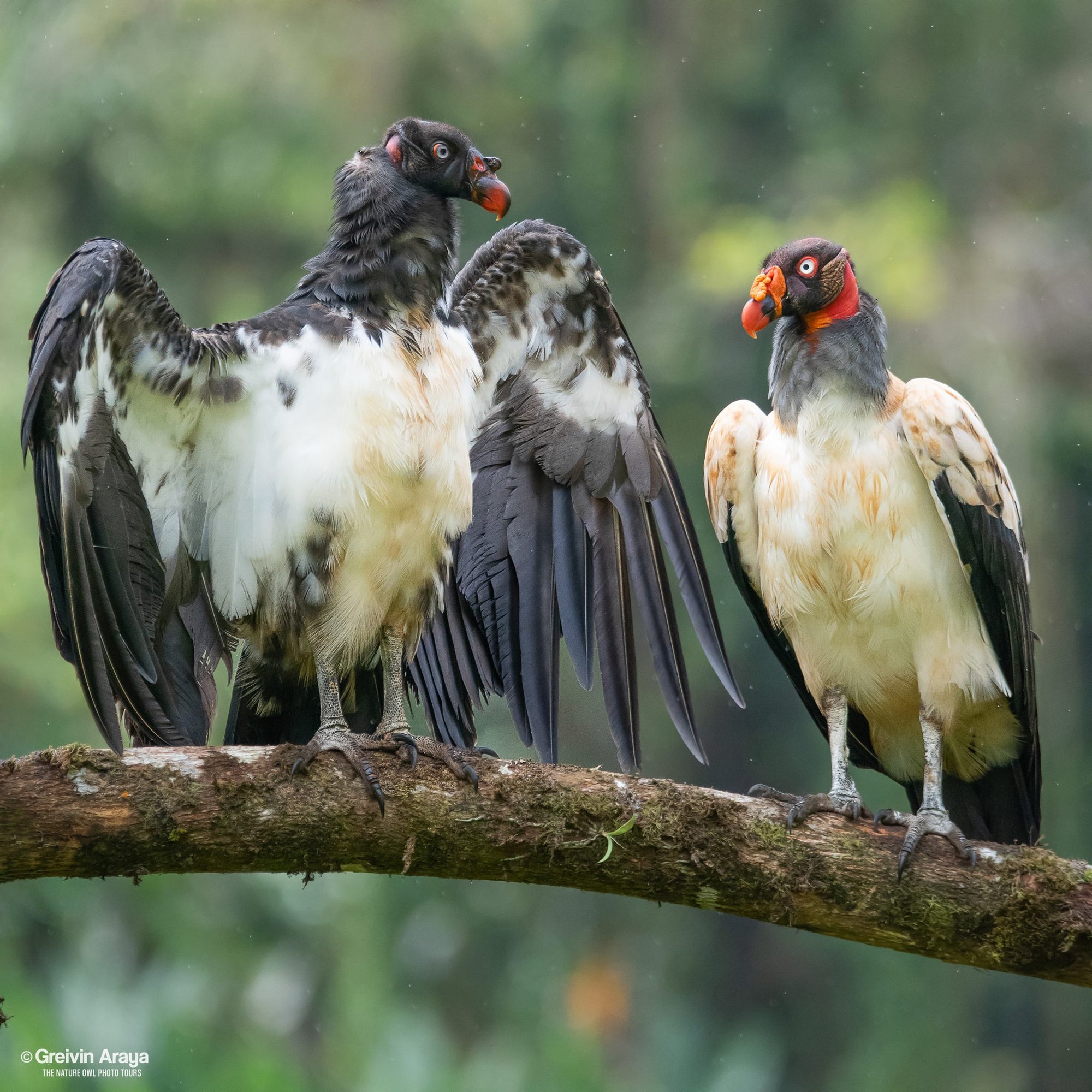 KING VULTURE SIGHTING