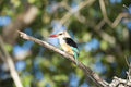 On-site Birding Opportunities (Bush & River) gallery image 1
