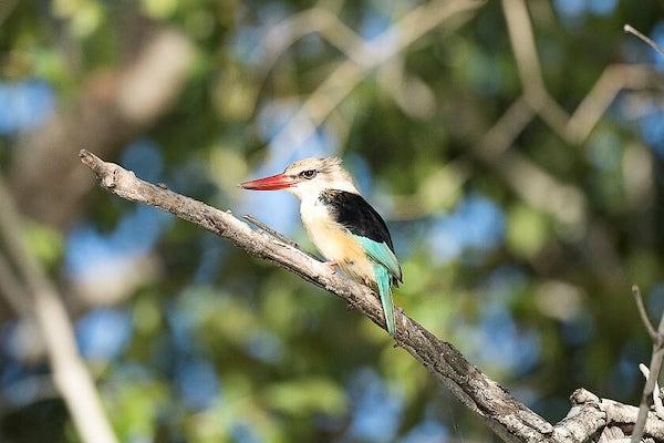 On-site Birding Opportunities (Bush & River)