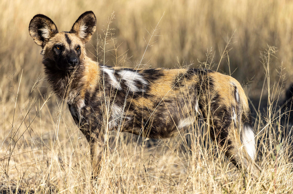 Khwai Private Reserve Ranger Experience (additional cost) gallery image 4