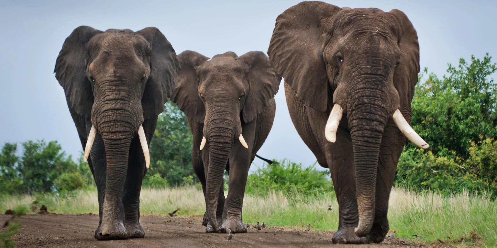 Kruger National Park