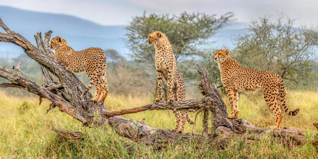 Kruger National Park