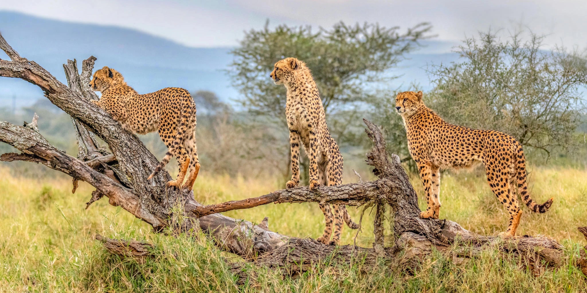Kruger National Park