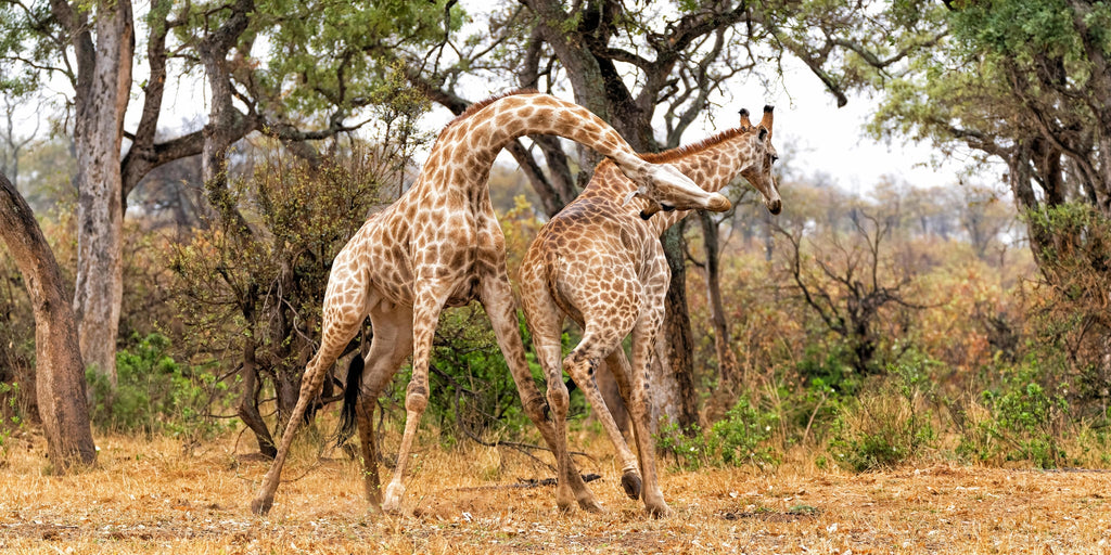 Kruger National Park