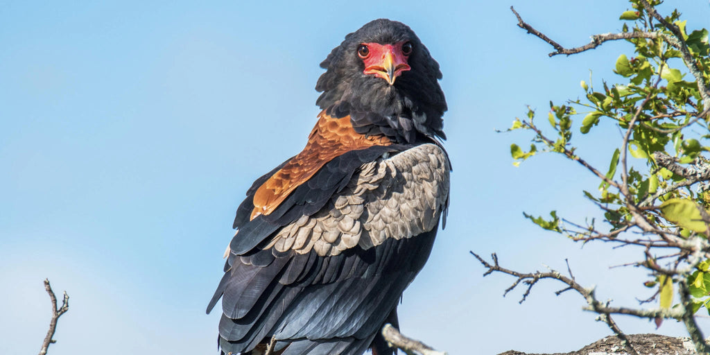 Kruger National Park