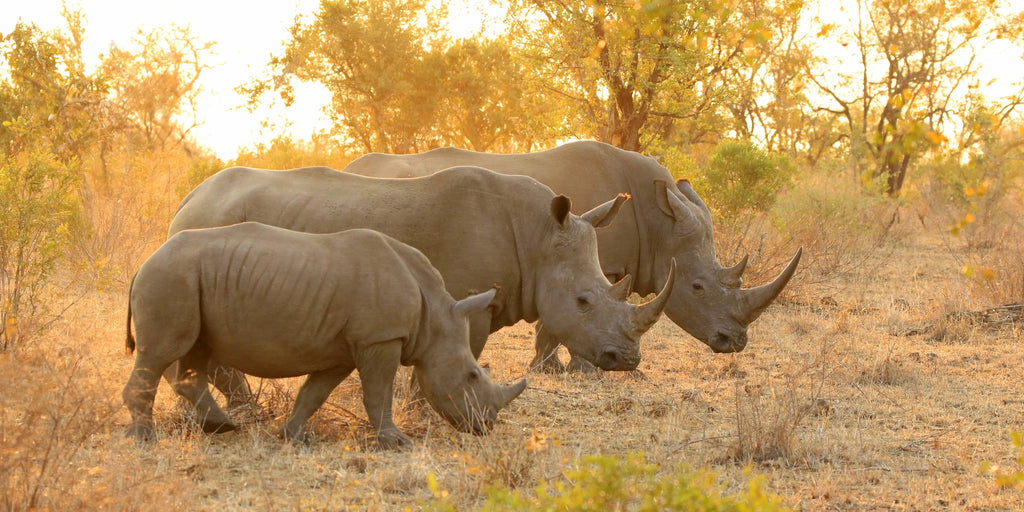 Kruger National Park