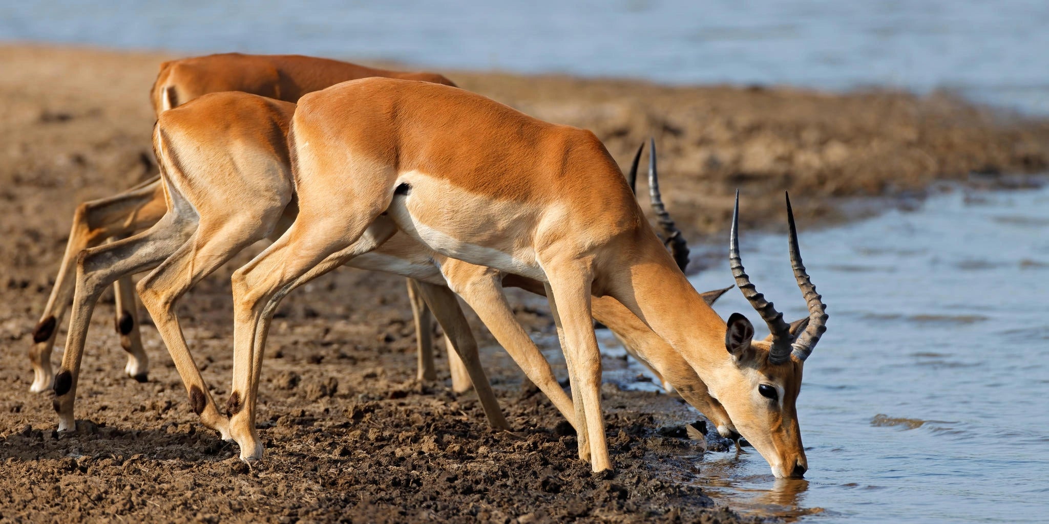 Kruger National Park