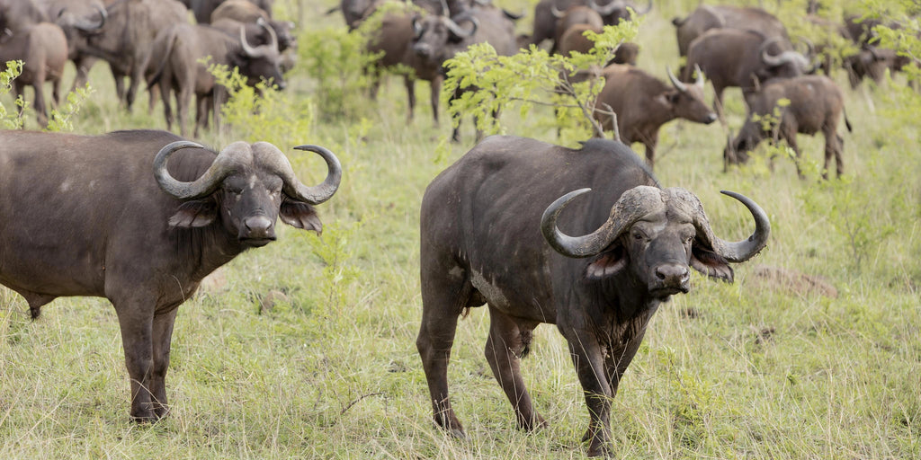 Kruger National Park