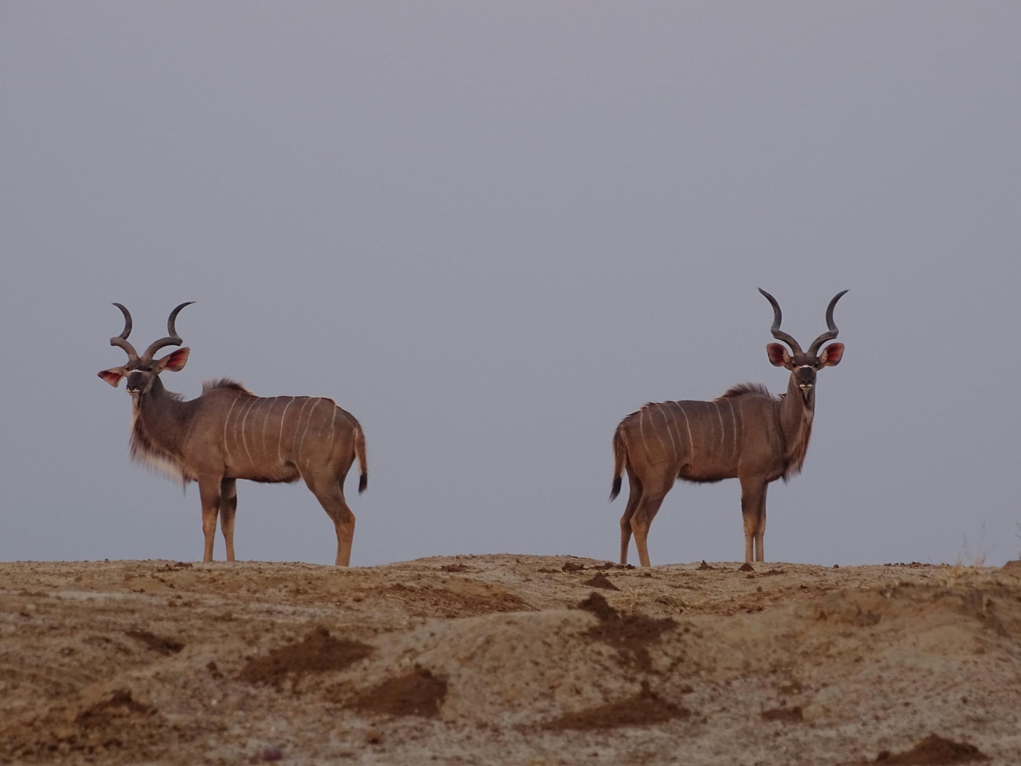 Game Drives gallery image 3
