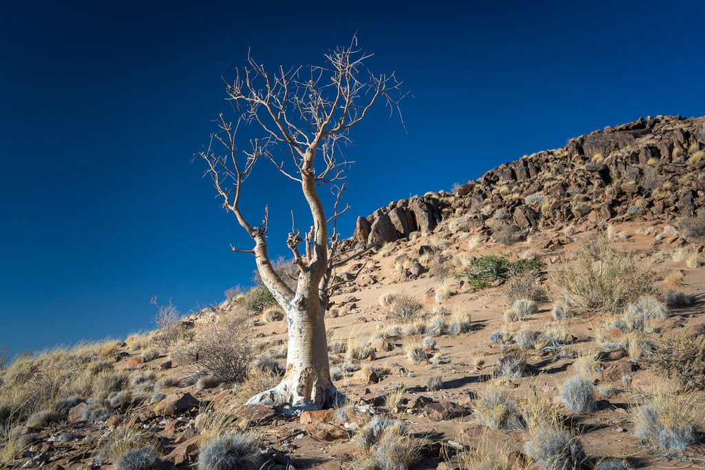 Wilderness Little Kulala – Guided Nature Trails  gallery image 2