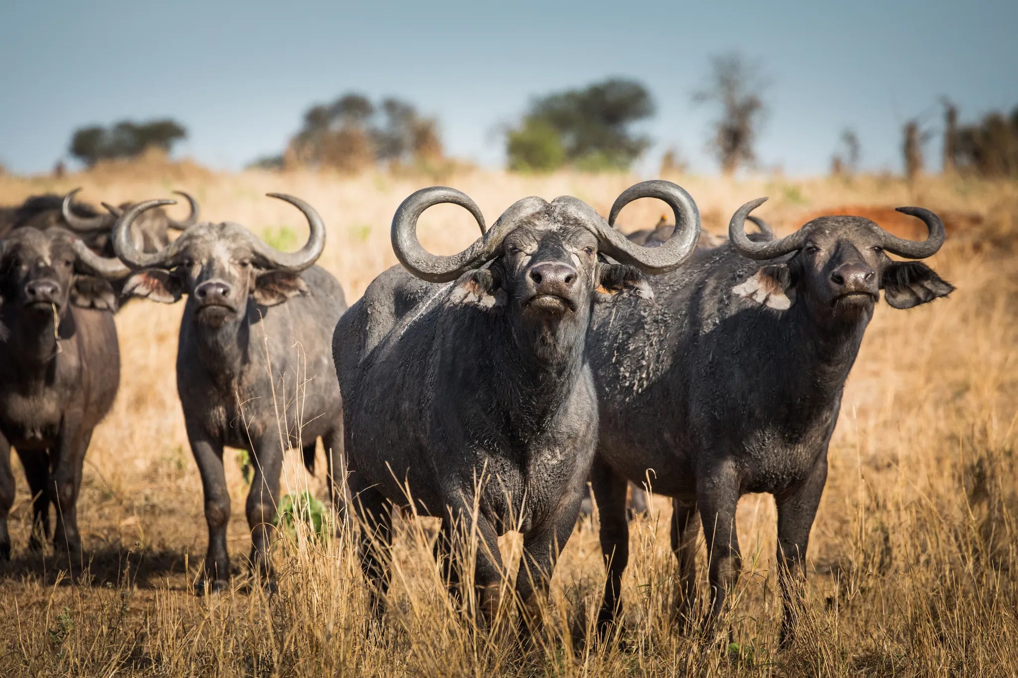 Buffalo at Kuro Tarangire, Tarangire National Park, Tanzania.