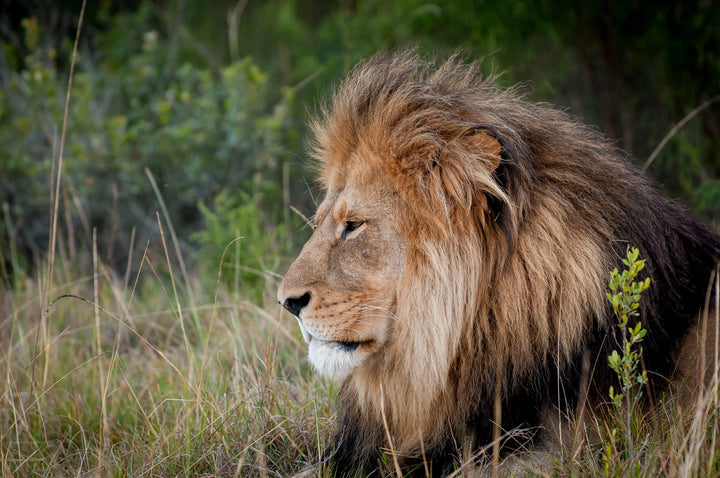 Kwantu Private Game Reserve Luxury Game Lodge