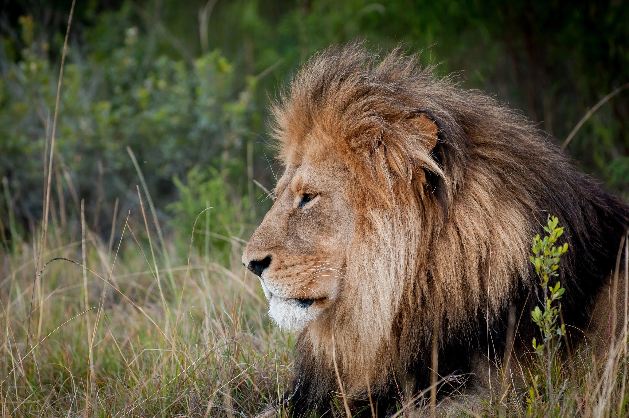 Kwantu Private Game Reserve Luxury Game Lodge