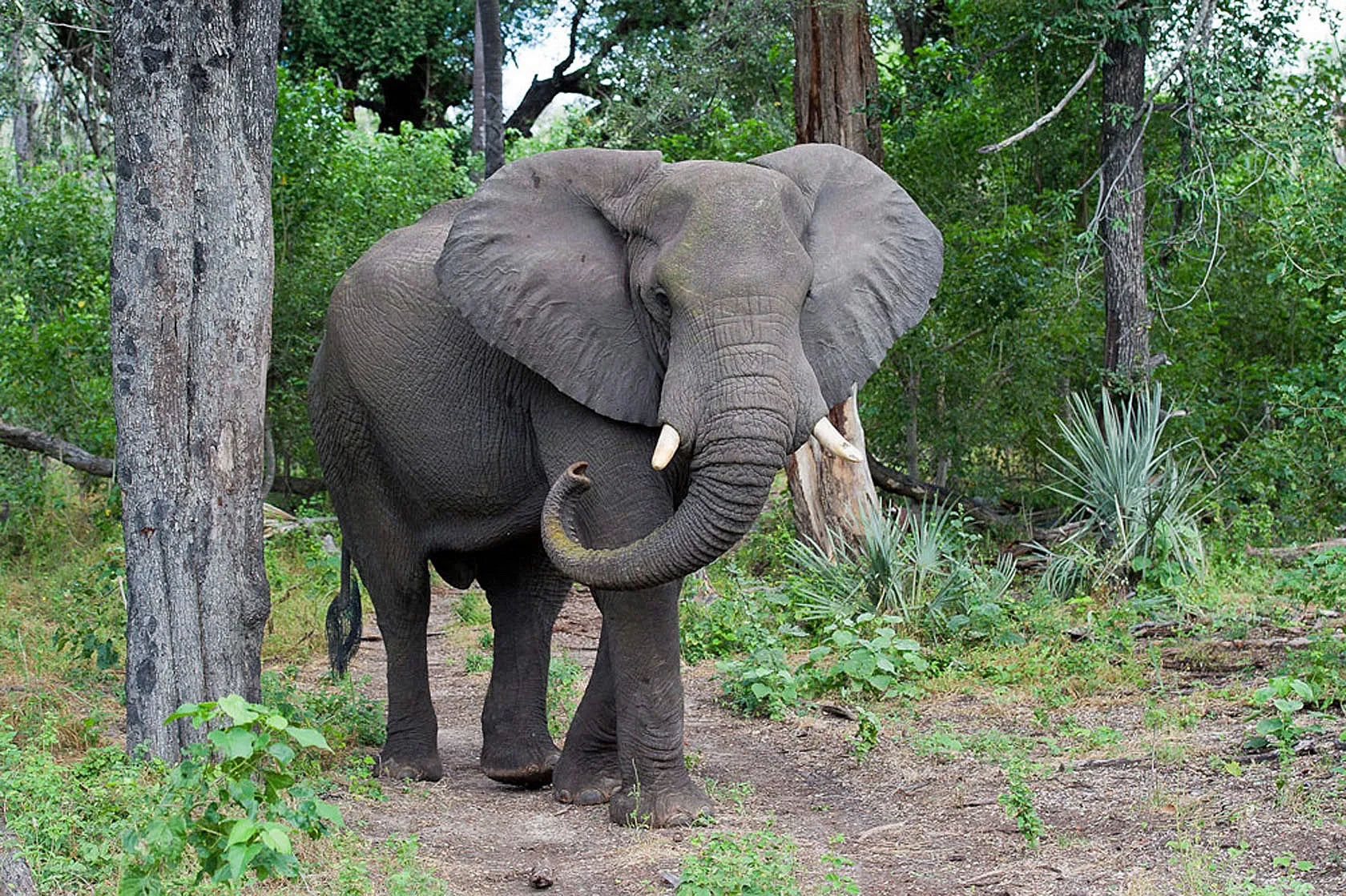 Wilderness Kwetsani at Kwetsani, Okavango Delta, Botswana.