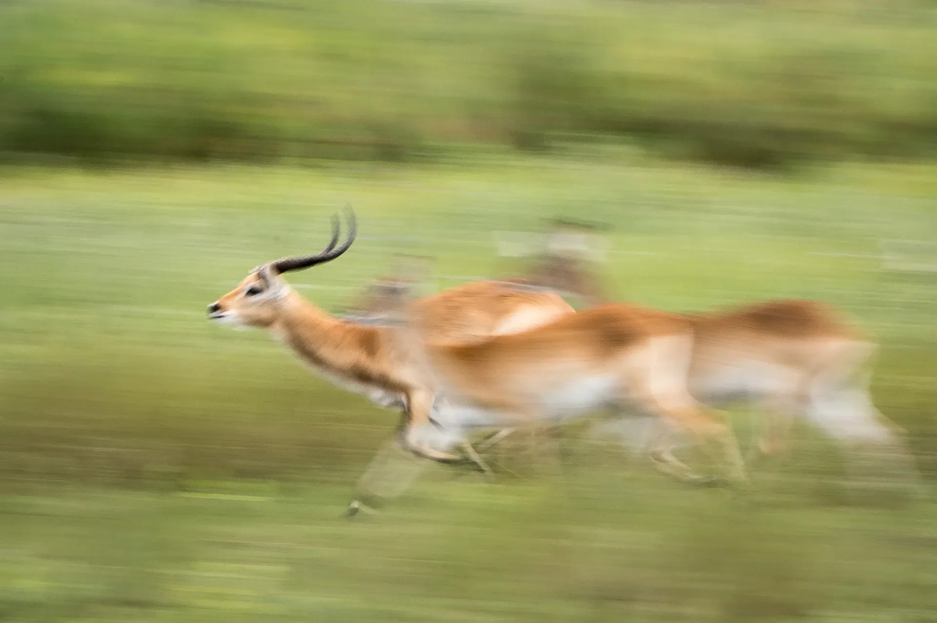 Wilderness Kwetsani at Kwetsani, Okavango Delta, Botswana.