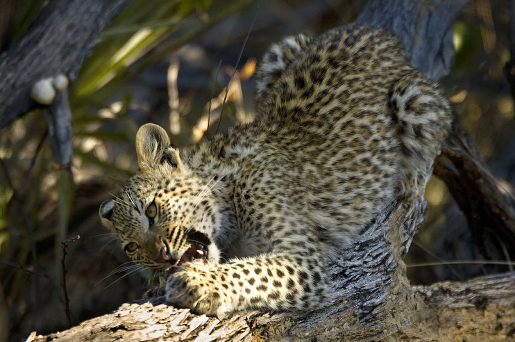 Wilderness Kwetsani at Kwetsani, Okavango Delta, Botswana.
