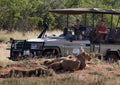 Game drives gallery image 1