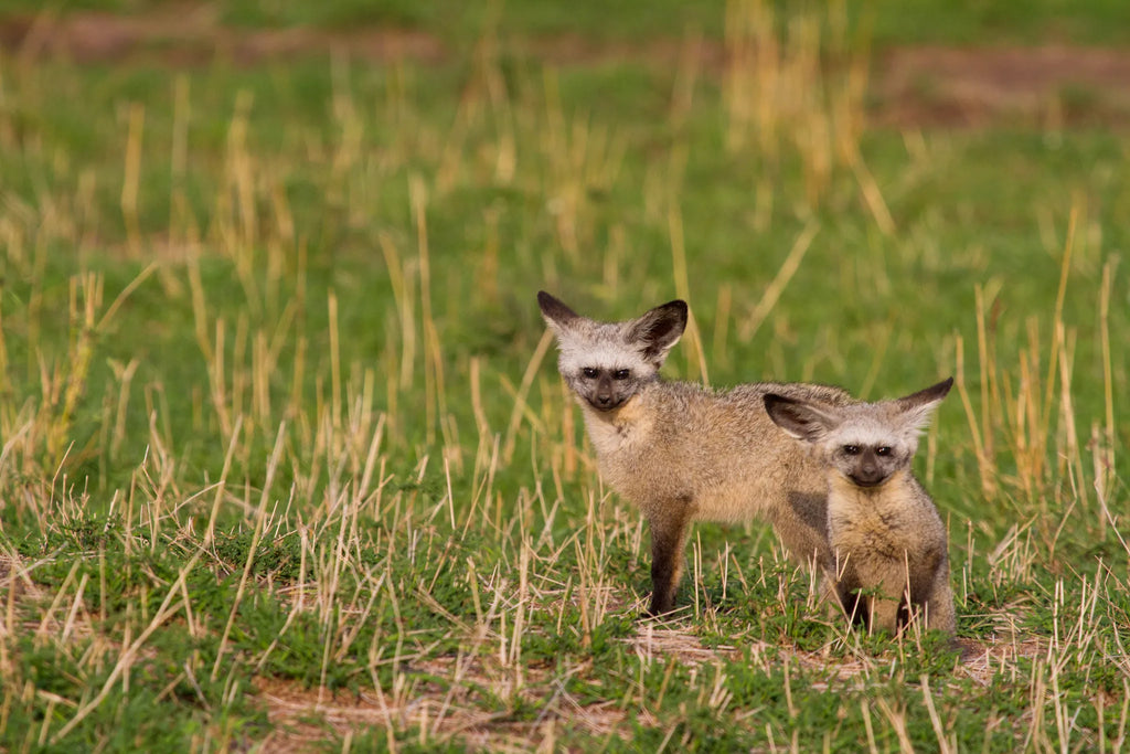Bat eared foc at Lamai Serengeti, Northern Serengeti, Tanzania.