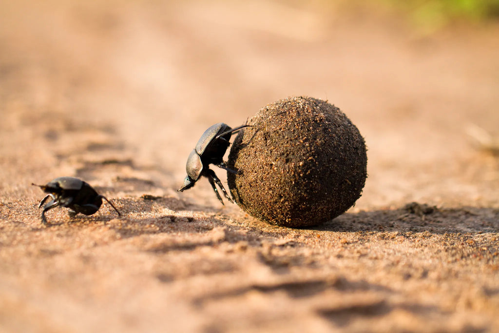 Dung beetles at Lamai Serengeti, Northern Serengeti, Tanzania.