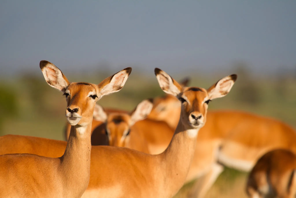 Impala at Lamai Serengeti, Northern Serengeti, Tanzania.