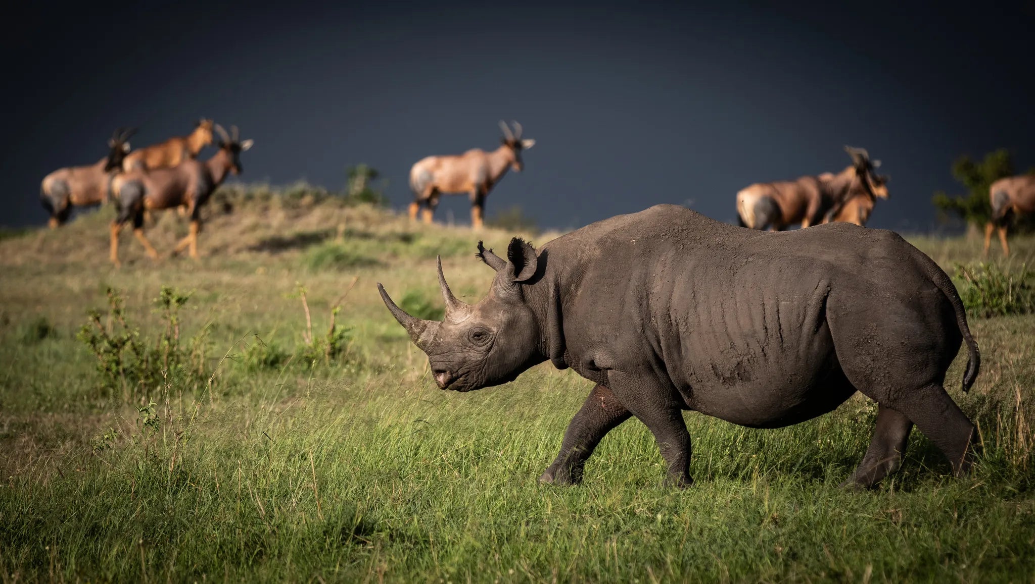 Rhino at Lamai Serengeti, Northern Serengeti, Tanzania.