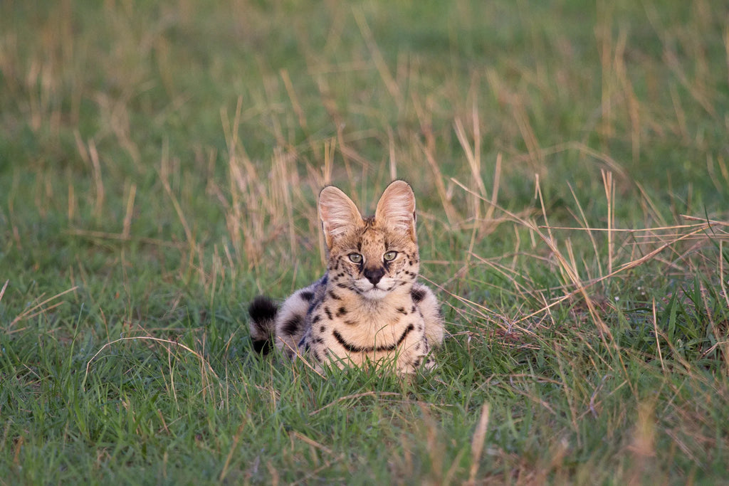 Serval at Lamai Serengeti, Northern Serengeti, Tanzania.