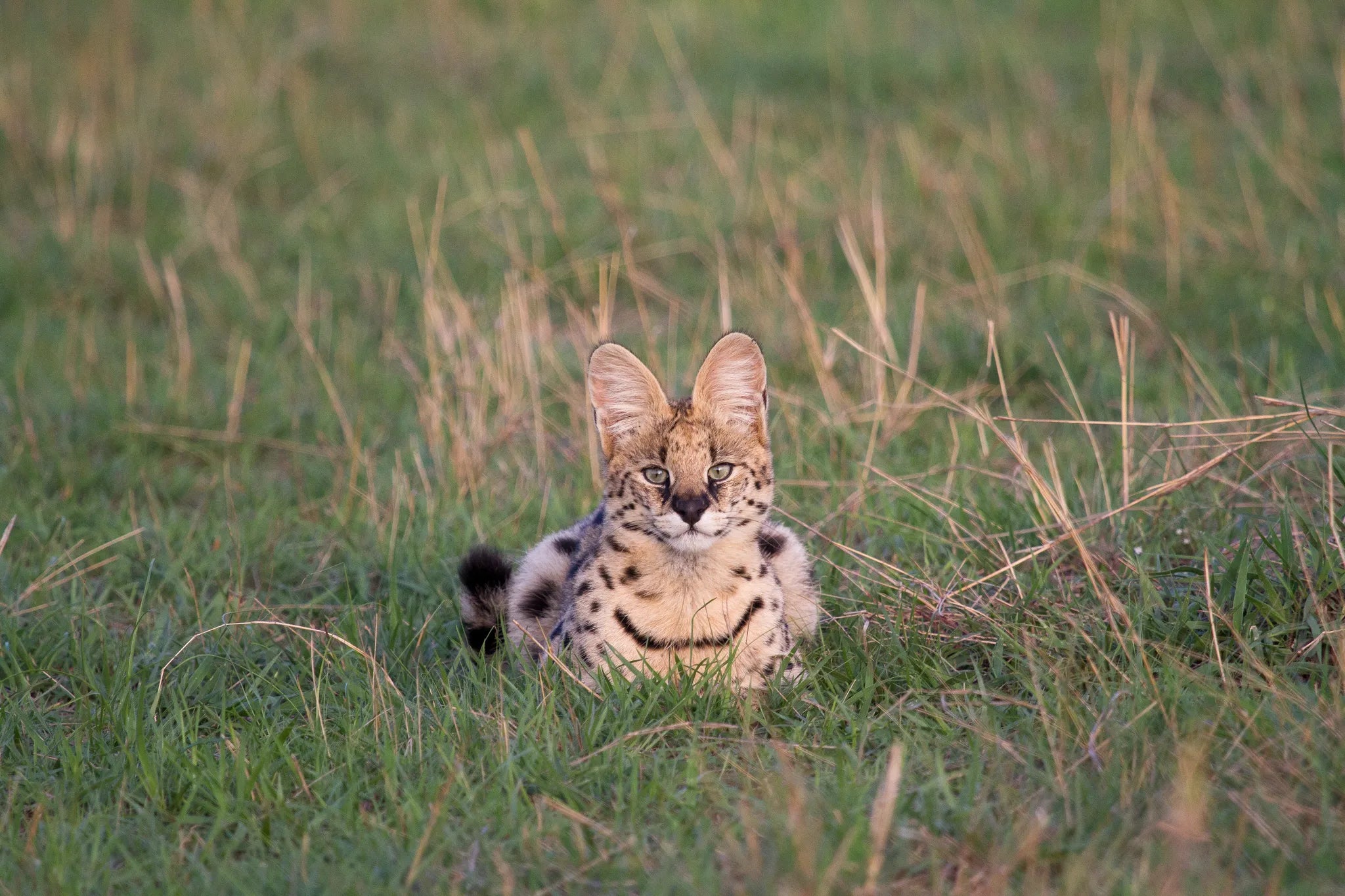 Serval at Lamai Serengeti, Northern Serengeti, Tanzania.
