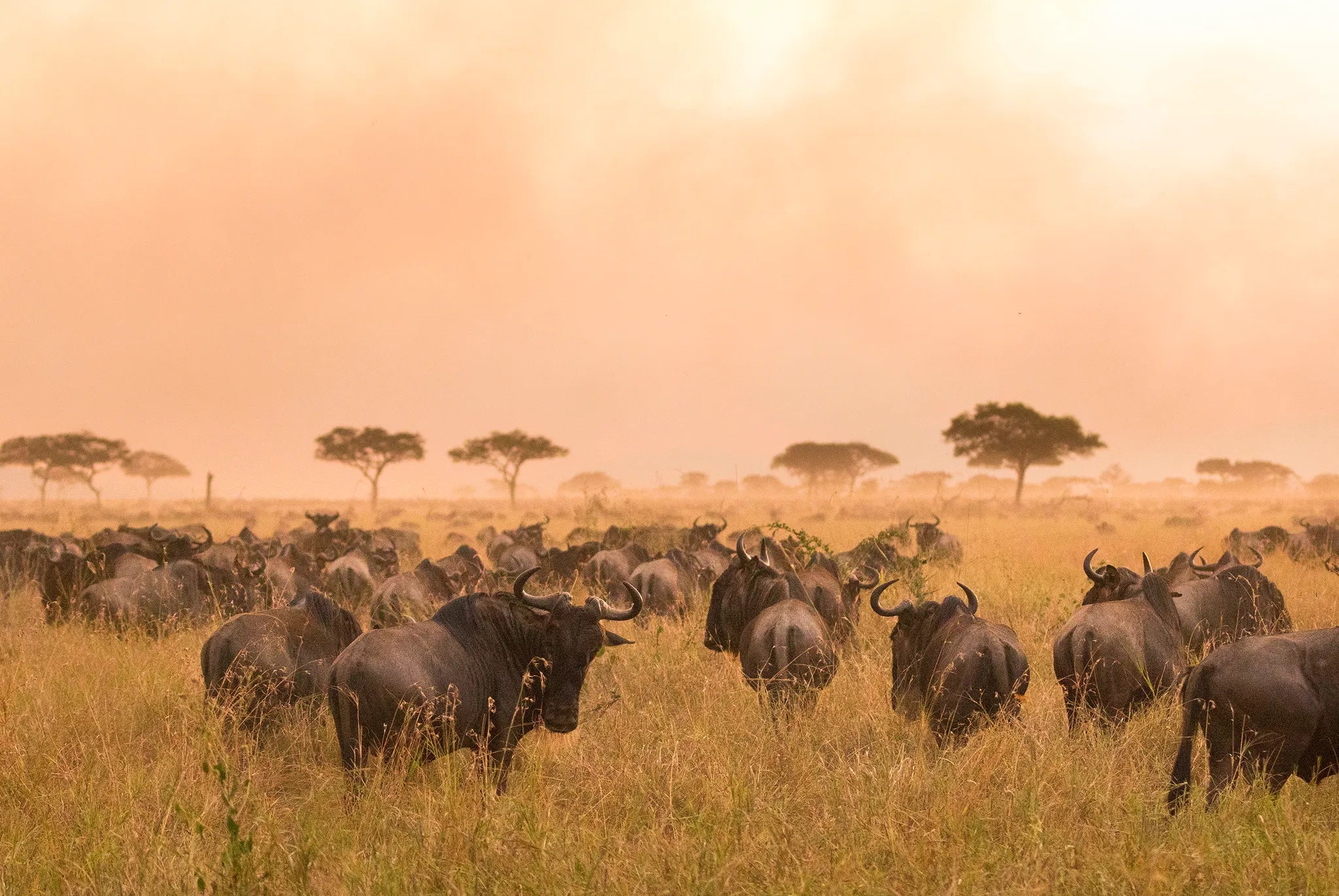 The Great Migration at Lamai Serengeti, Northern Serengeti, Tanzania.